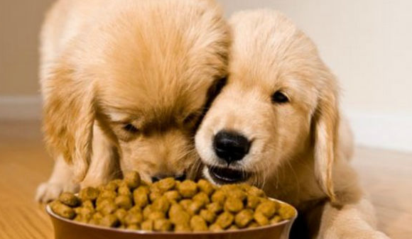 A kutyák megfelelő táplálkozása